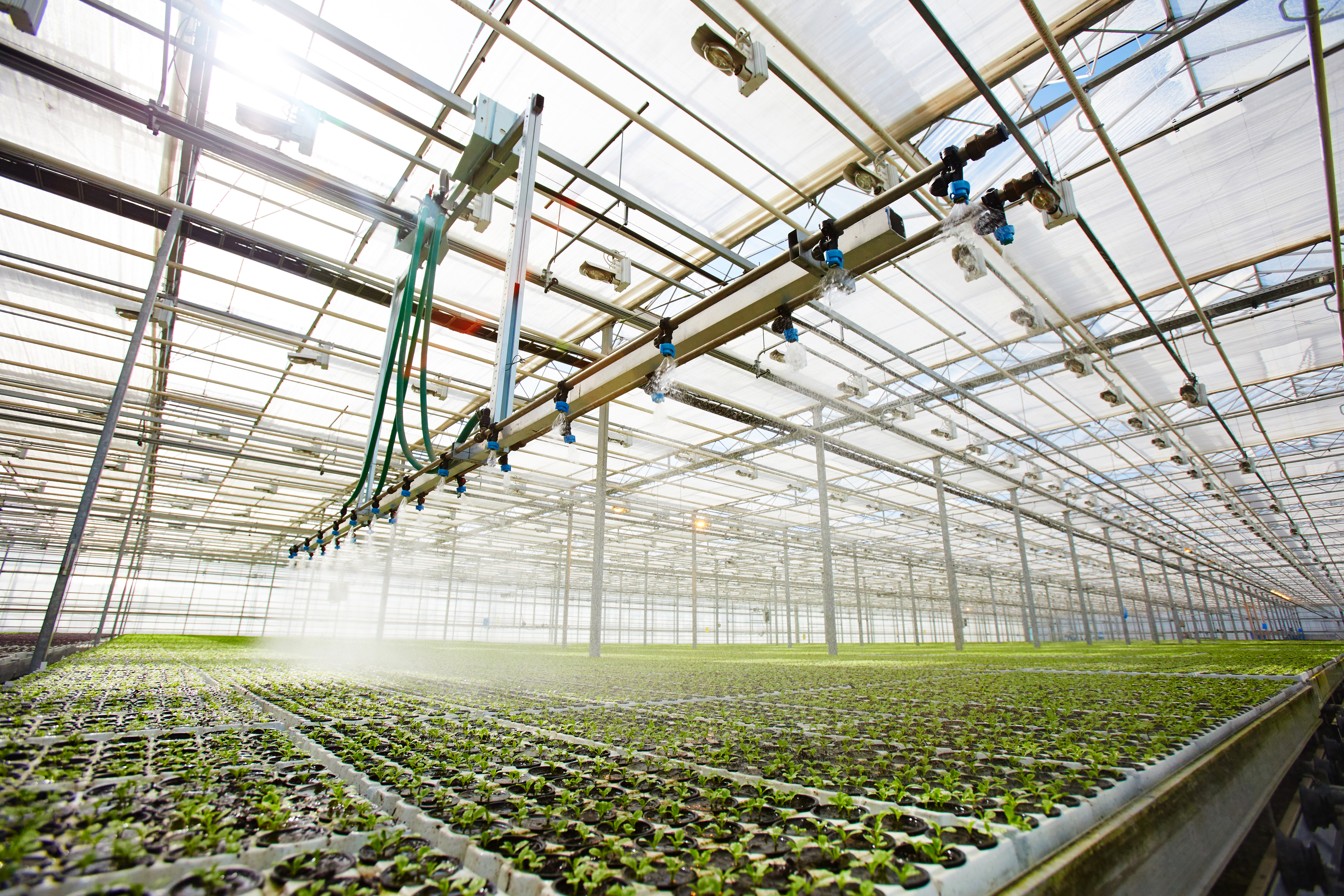 Cultivo em escala no Brasil