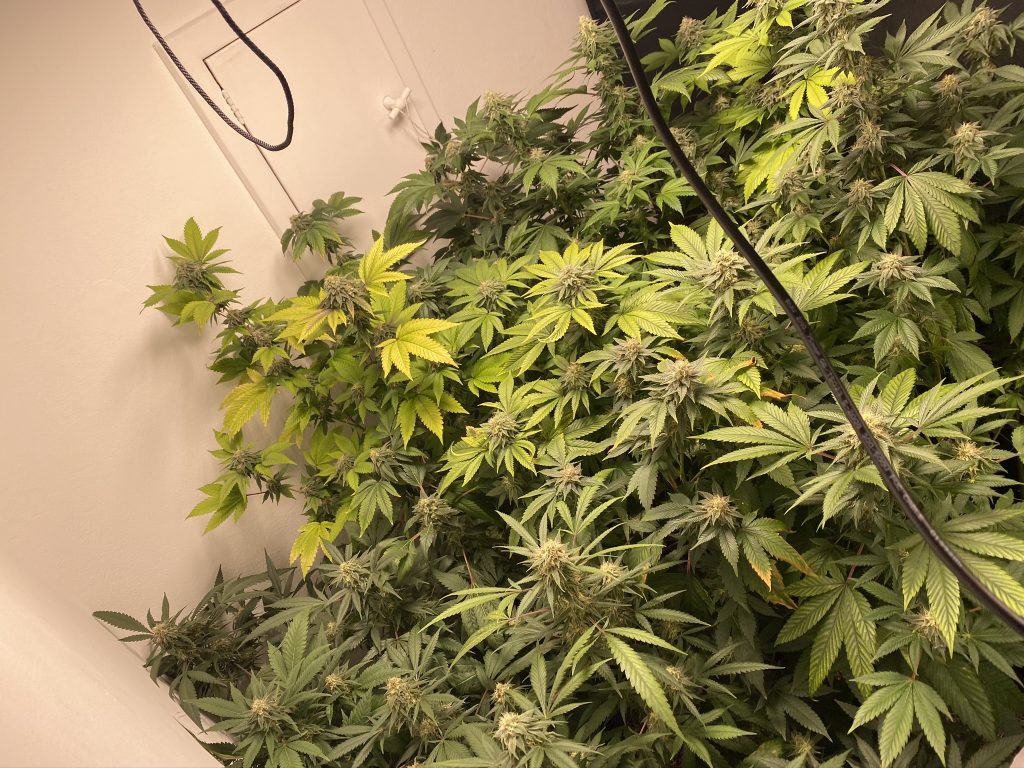 como cuidar da planta de maconha