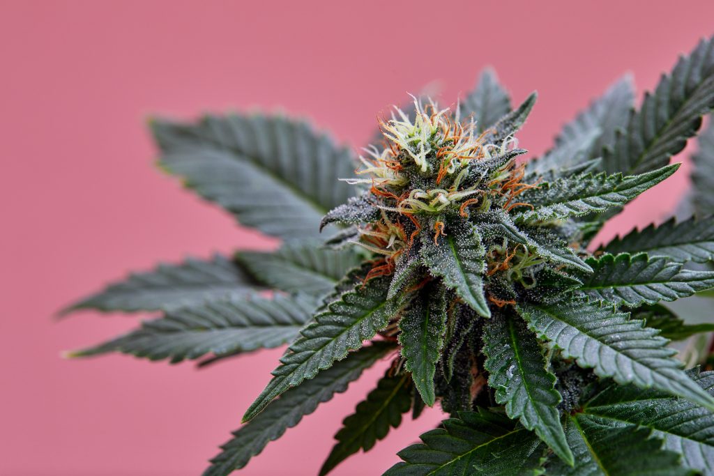 regulamentação da cannabis no brasil